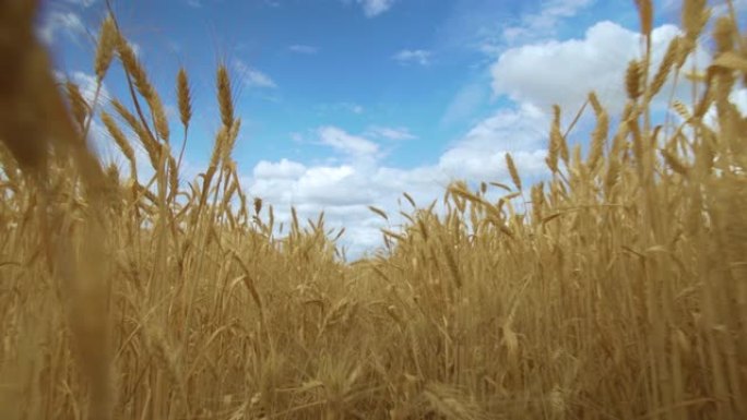 阳光明媚的夏日，蓝天下的麦田。风吹拂的金色麦田。自然景观