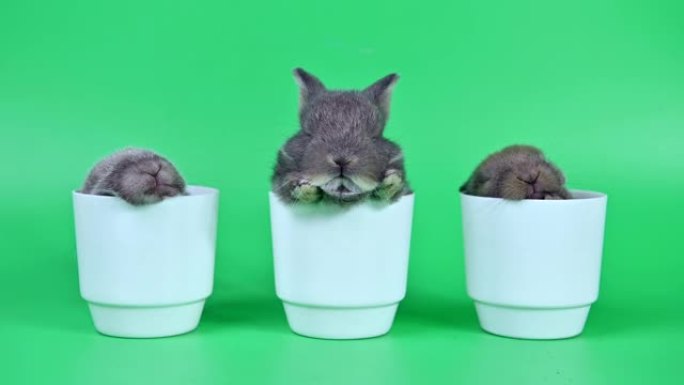 绿色屏幕背景上的兔子。复活节的精神动物和聪明的宠物