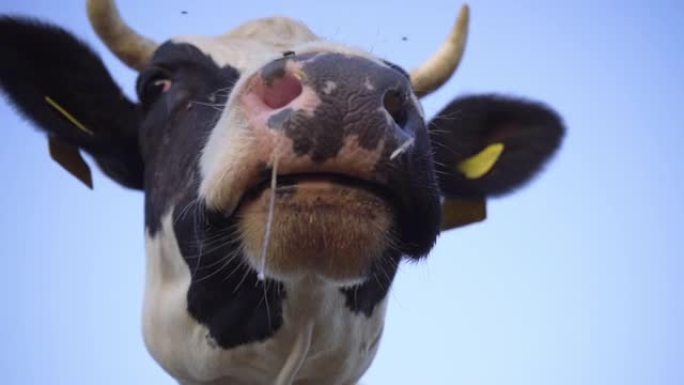天空背景下的牛头特写。奶牛慢动作咀嚼草胶。农场和牲畜