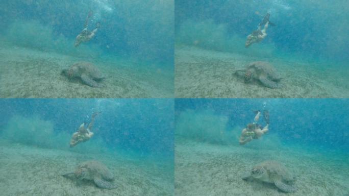 海。一个戴着水下面具和鳍的人在一只大乌龟旁边的海里游泳。埃及。
