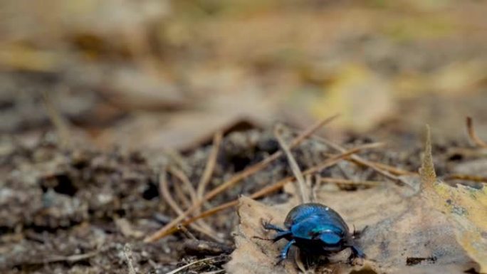 森林地面上无聊的粪便甲虫Geotrupidae的特写镜头