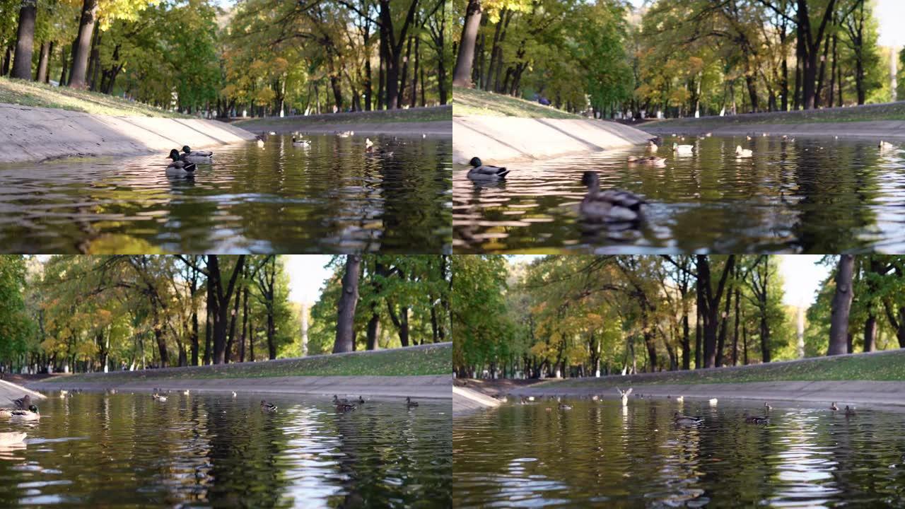 成群的鸭子在池塘里的公园里游泳