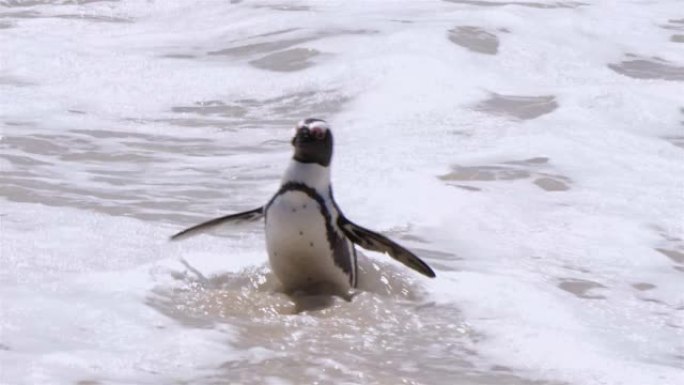 开普敦在巨石海滩的企鹅