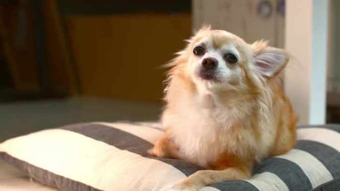 可爱的棕色吉娃娃老狗坐在枕头上放松，小树皮