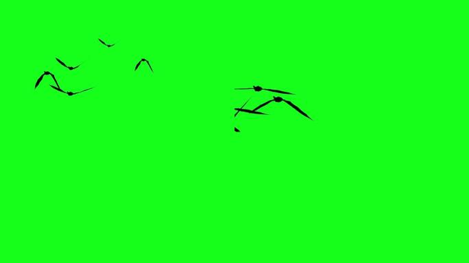 飞鼠在绿屏色键上飞行的剪影，万圣节元素