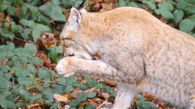 山猫的特写大自然生态环境捕食者肉食生物