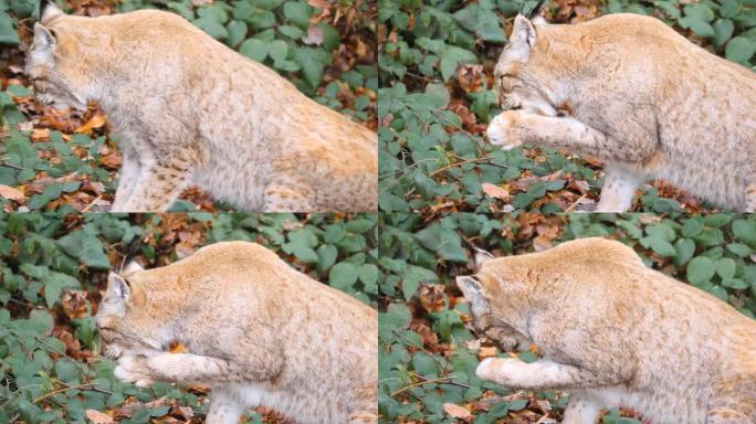 山猫的特写大自然生态环境捕食者肉食生物