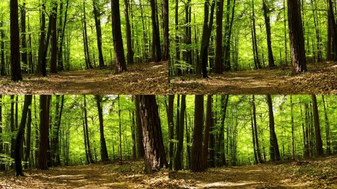 春天的阳光明媚的森林