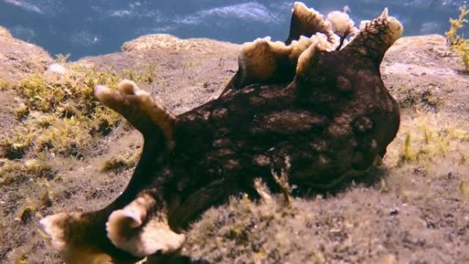大西洋火山起源底部的黑色贝类海蛞蝓。