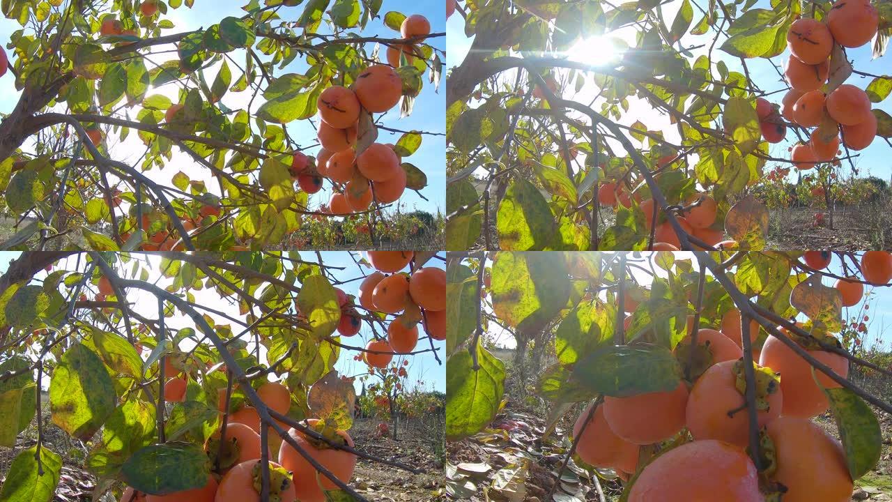 黄色柿子在树上成熟。乡下的秋天花园。柿子果实秋季收获的概念