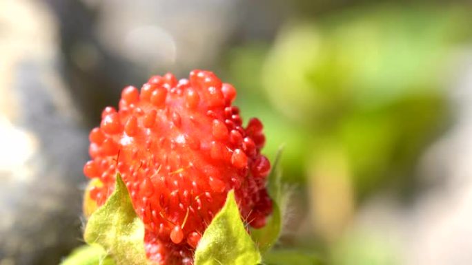 花园里植物的红色花