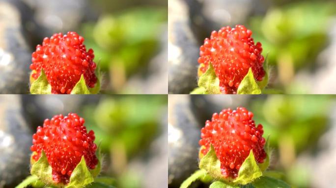 花园里植物的红色花