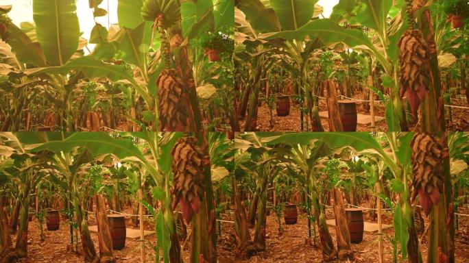 阳光下的香蕉种植园。种植有许多种植绿色香蕉的树木。巨大的叶子和农场有机天然产品