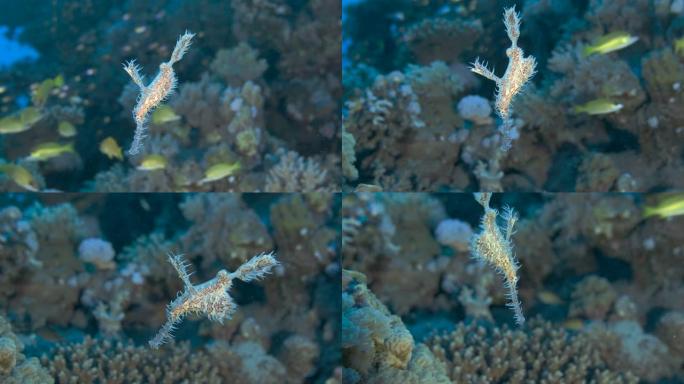 鬼管鱼在背景上游泳是珊瑚礁，有鳞鱼。华丽的鬼管鱼或丑角鬼管鱼 (Solenostomus parad
