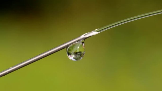 注射器尖端的生理盐水疫苗滴