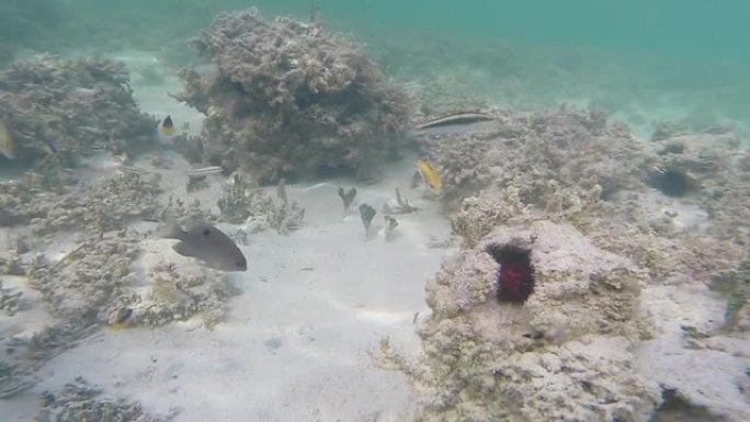 加勒比地区有多种鱼类和珊瑚的海洋生物