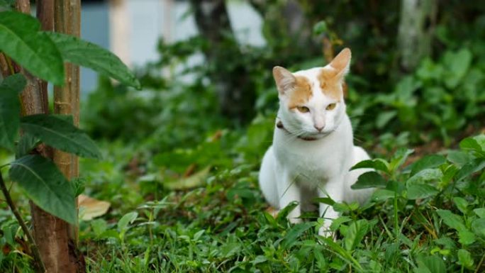 一只可爱的条纹猫躺在草地上的肖像。猫看着相机。