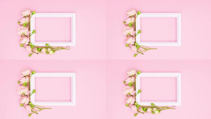 浪漫的玫瑰出现和消失在粉红色主题的文本的白色框架周围。停止运动