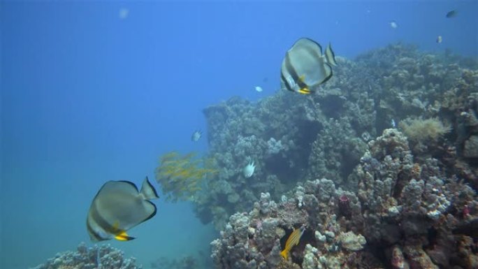 在Marsa Alam/红海埃及与一群Platax teira，长鳍蝙蝠鱼或长鳍spadish一起在