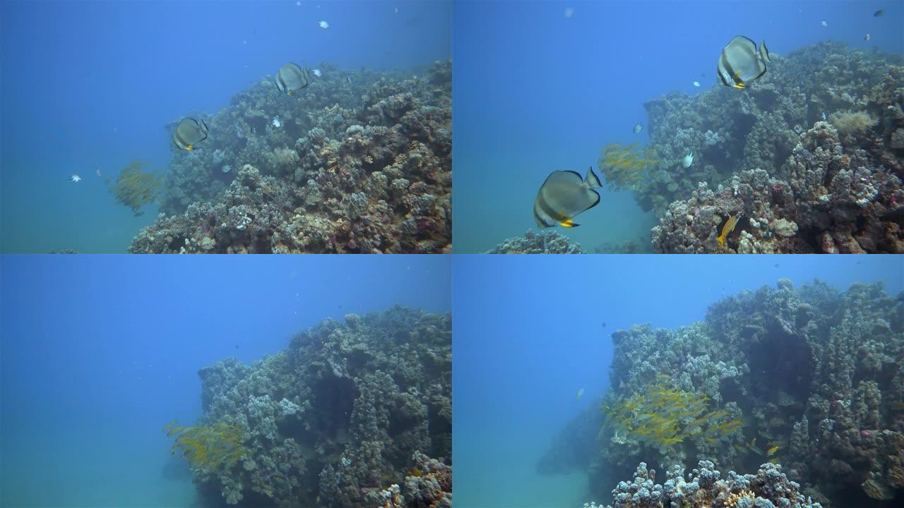 在Marsa Alam/红海埃及与一群Platax teira，长鳍蝙蝠鱼或长鳍spadish一起在