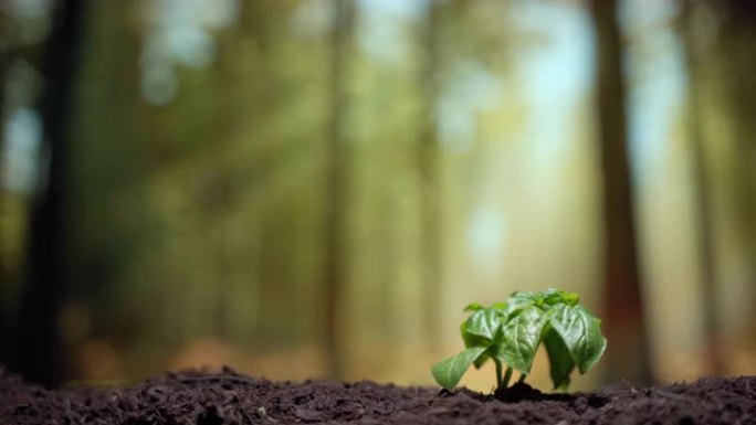 没有转基因生物的绿色星球节约、种植和种植产品的概念。小绿植物在阳光下从肥沃的土壤中发芽，植物发芽和生