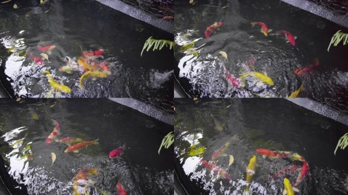 锦鲤鱼俯视图拍摄，花式鲤鱼在室外池塘和花园中游泳。