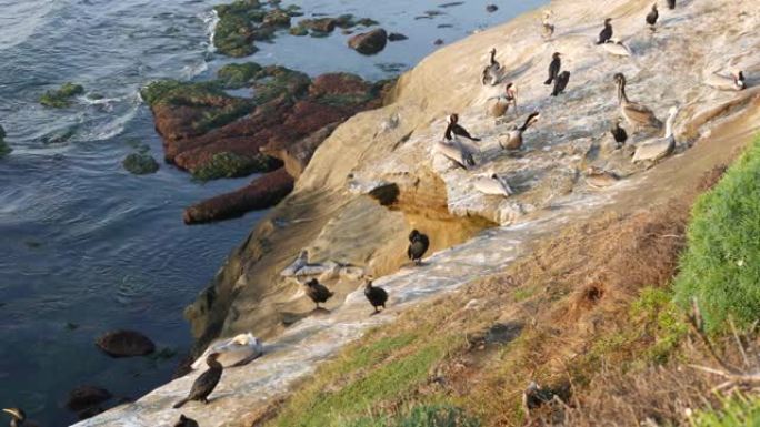 钓鱼后带有喉袋和双冠鸬鹚的棕色鹈鹕，在拉荷亚湾岩石。美国加利福尼亚州圣地亚哥自然栖息地太平洋悬崖上有