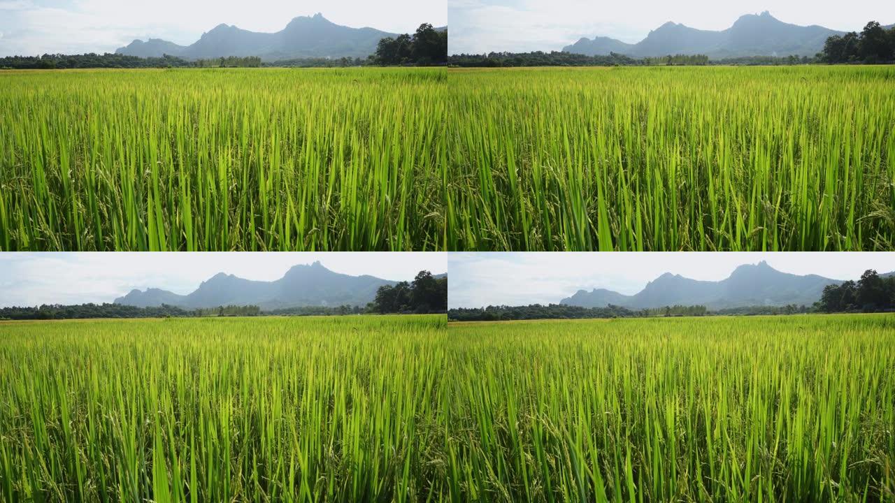 在山景背景下种植稻田