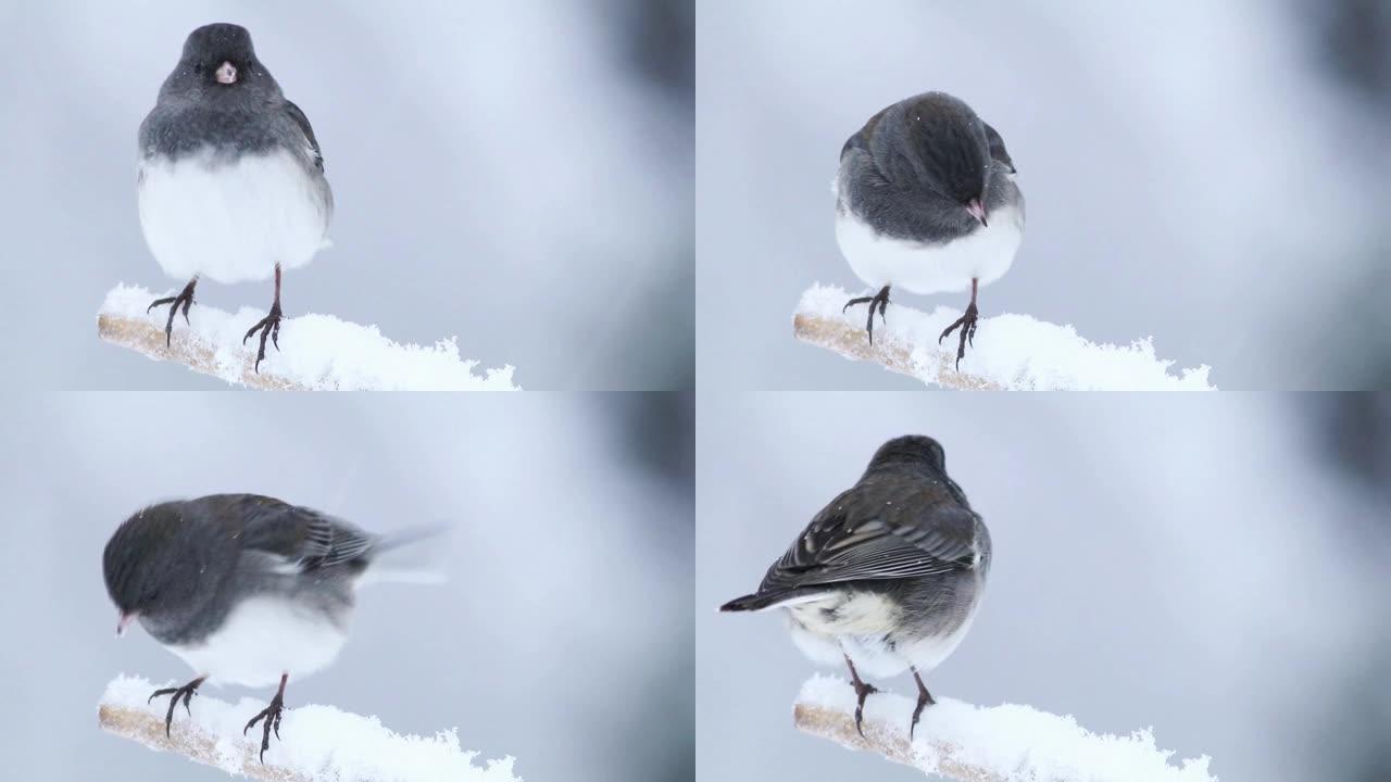 暴风雪期间，黑眼睛的junco女性栖息在360旋转