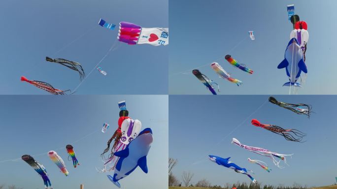 8条高清春天蓝天下的风筝