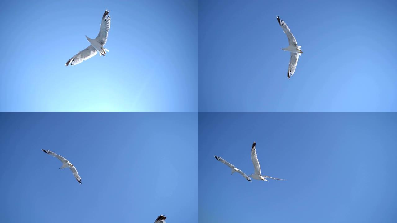 飞行海鸥野生动物保护生物生态飞翔飞鸟