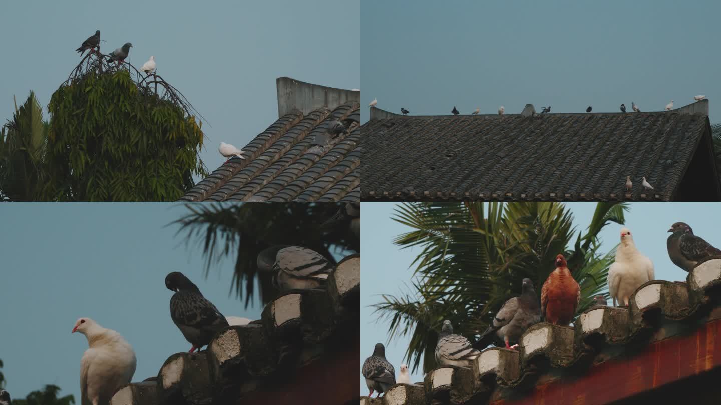 屋顶上的鸽子们