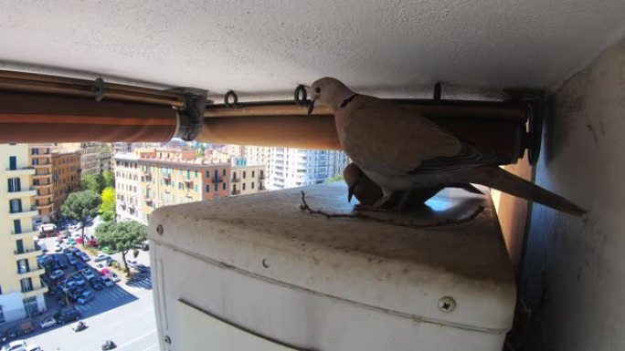 优雅的灰色鸽子正在寻找繁殖小幼鸟的地方。野鸽住在居民楼阳台上，楼窝在小空调上。野生鸟类在市中心的人群