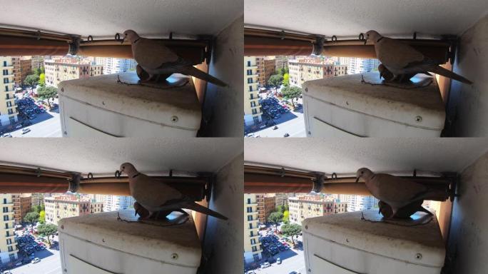 优雅的灰色鸽子正在寻找繁殖小幼鸟的地方。野鸽住在居民楼阳台上，楼窝在小空调上。野生鸟类在市中心的人群