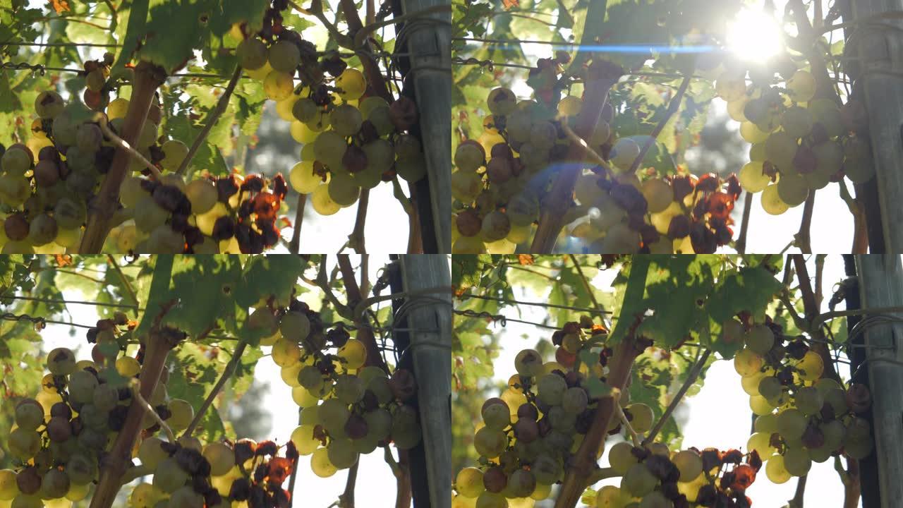 葡萄园葡萄与高贵腐烂特写，变形慢动作手持4K