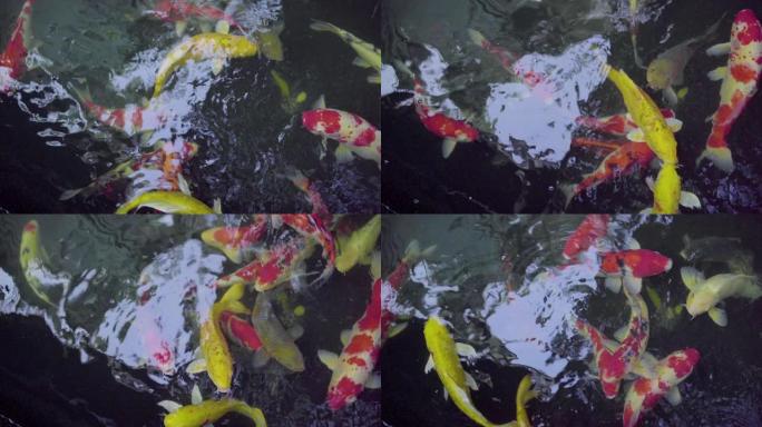 锦鲤鱼俯视图拍摄，花式鲤鱼在室外池塘和花园中游泳。