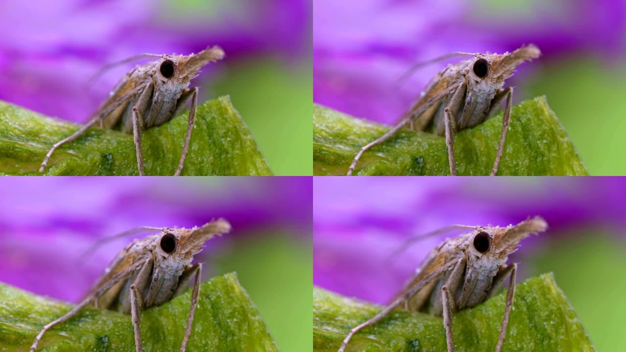 长鼻蛾的微距拍摄。