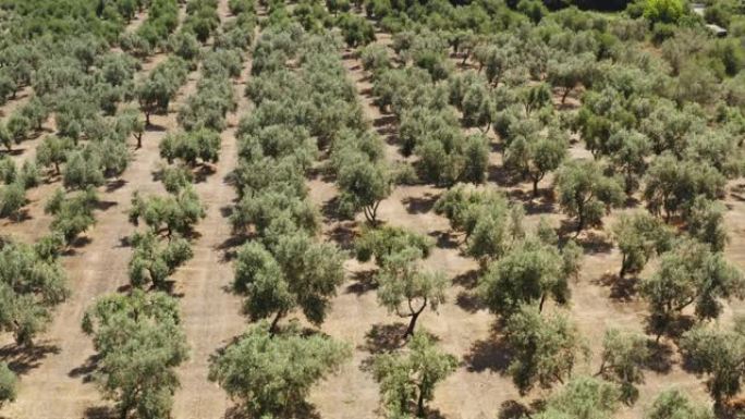 橄榄园。橄榄树 -- 希腊的象征。带有橄榄树的大型无人机种植园的鸟瞰图，在蓝色海和山顶的背景下直排种