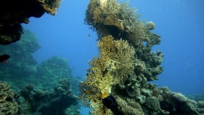 潜水。热带鱼和珊瑚礁。海洋中的水下生物。