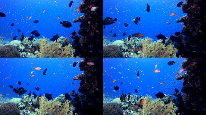 水下美丽的珊瑚鱼花园