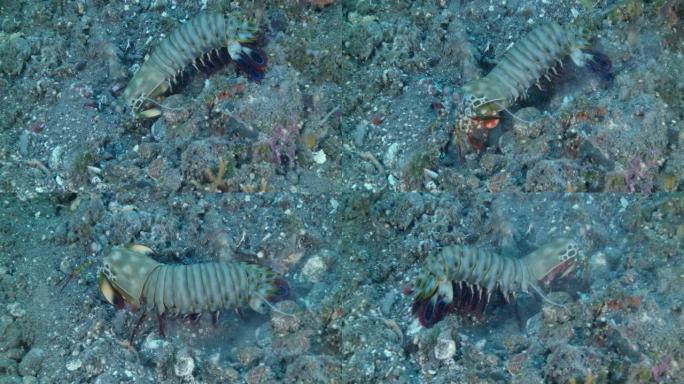 孔雀螳螂虾挖掘和滚动小石头。