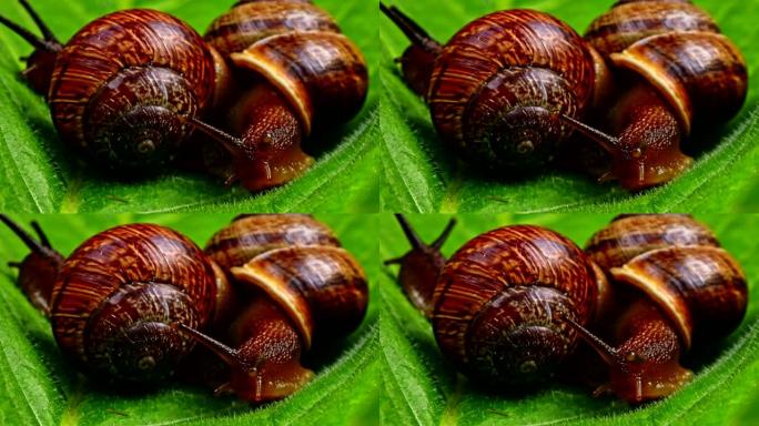 普通蜗牛在叶子上的宏观镜头。螺旋果仁。