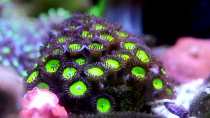 青苹果zoanthid珊瑚虫