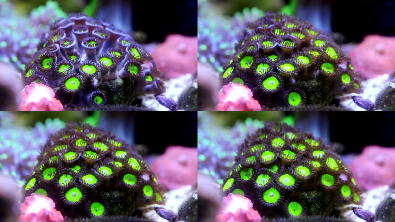 青苹果zoanthid珊瑚虫