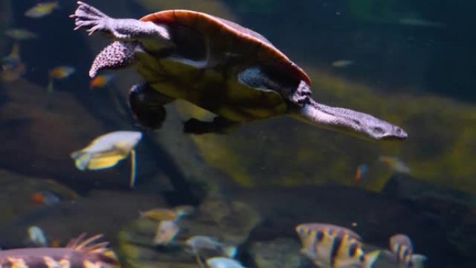 蛇颈水龟的特写