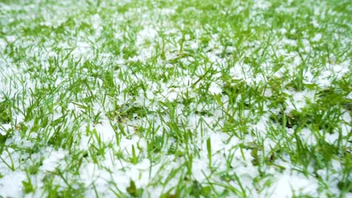 地面上满是白雪的绿草