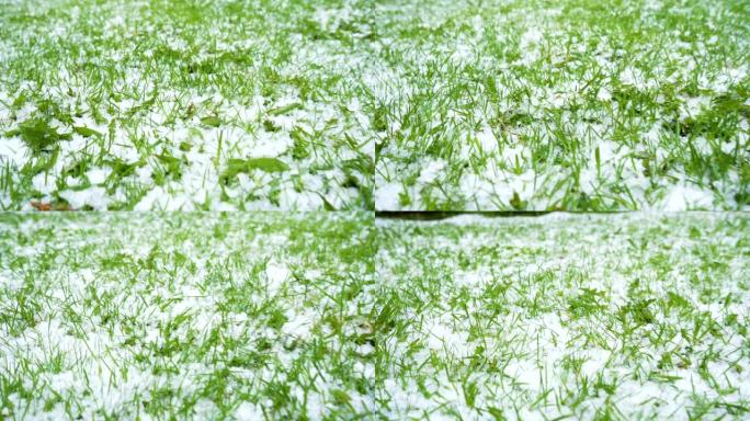 地面上满是白雪的绿草