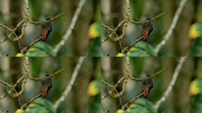 红斑尾蜂鸟: 哥斯达黎加
