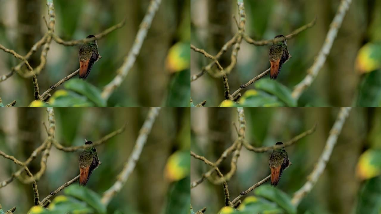 红斑尾蜂鸟: 哥斯达黎加