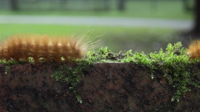 两只毛茸茸的蠕虫在苔藓的墙上爬行